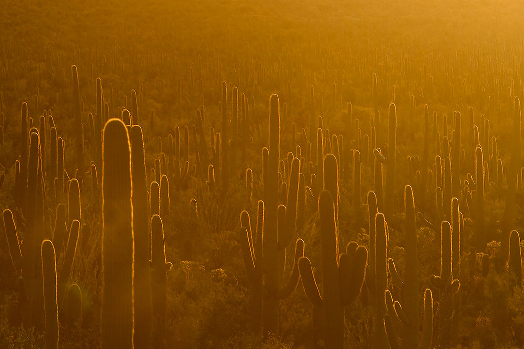 Saguaro Cactus in Sunset + 11 Beautiful Things to Do in Saguaro National Park Arizona TeamJiX