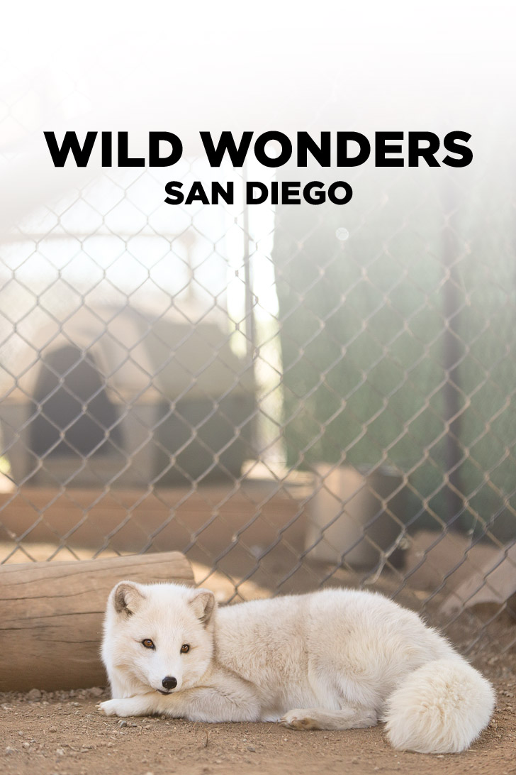 Meet the Animals of Wild Wonders Bonsall CA.