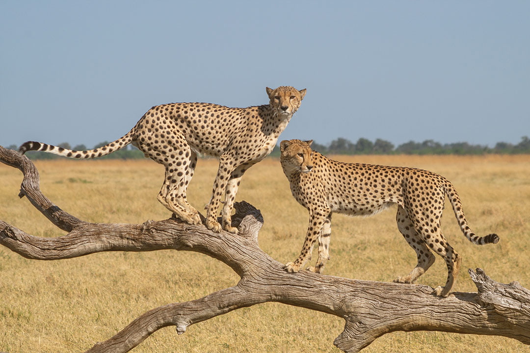 chobe national park botswana + best places to visit in the world