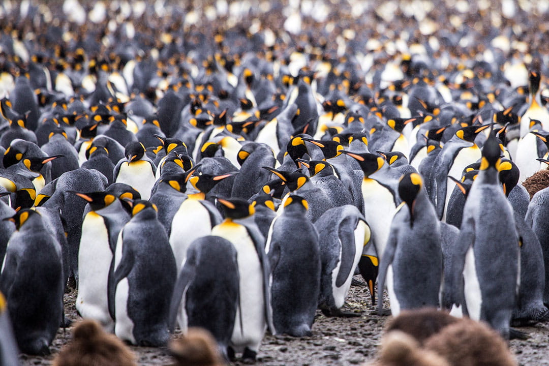 penguins in south georgia + best places to visit in the world