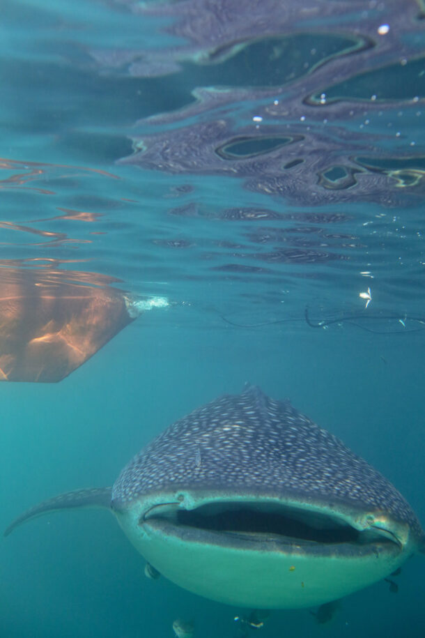 Swimming With Whale Sharks At Derawan Island Indonesia Local