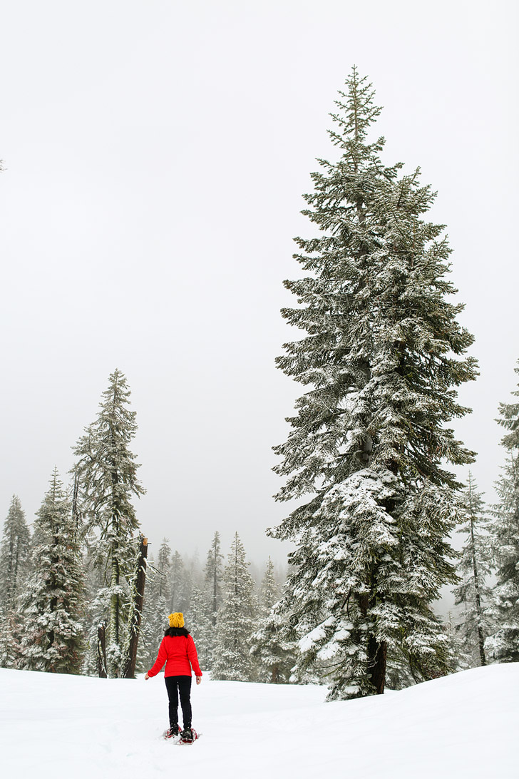 Yosemite Winter - Snoeshoeing at Badger Pass.