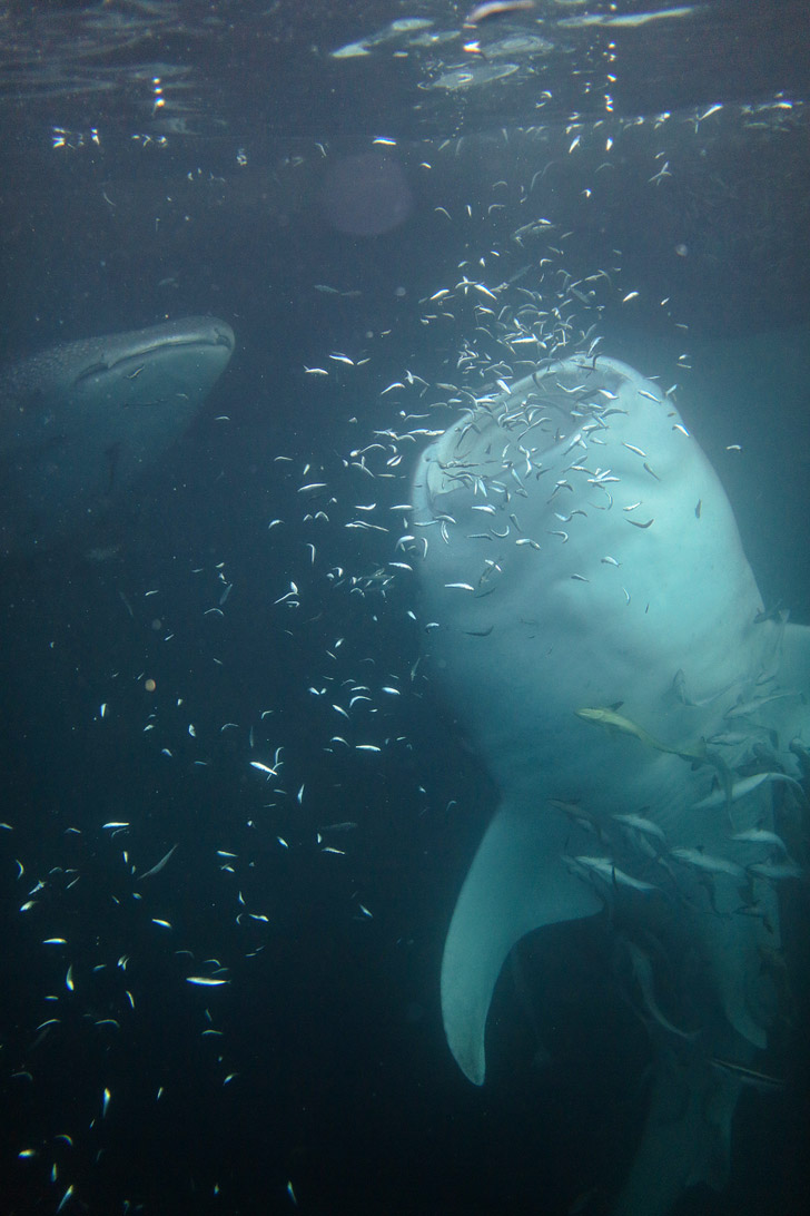 Most Epic Snorkeling Trip - Swimming with Whale Sharks at Derawan Island Indonesia.