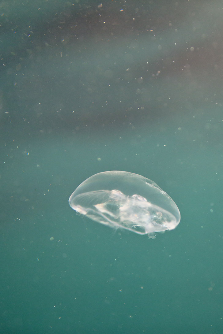 Jellyfish in Derawan Indonesia.