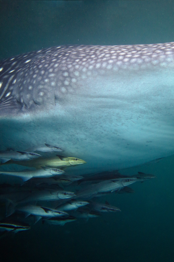 Swim with Whale Sharks at Derawan Island Indonesia.