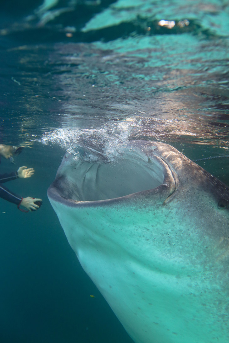 Snorkeling with Whale Sharks at Derawan Islands.