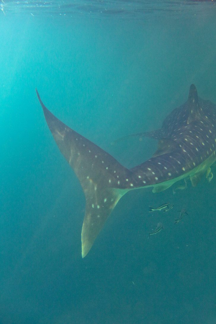 Snorkeling with Whale Sharks at Derawan Islands.