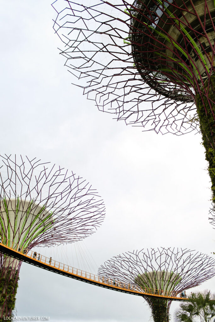 Supertree Grove Gardens by the Bay Singapore
