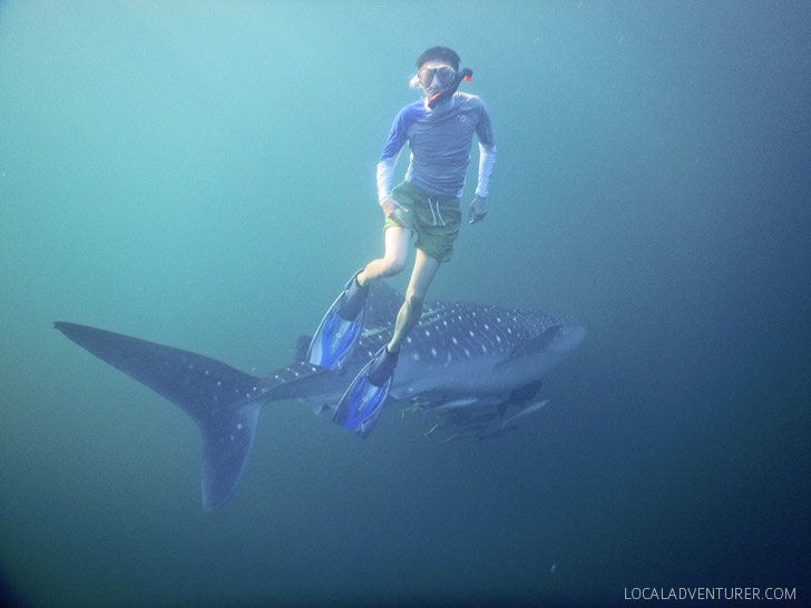 Snorkeling with Whale Sharks at Derawan Island Indonesia.