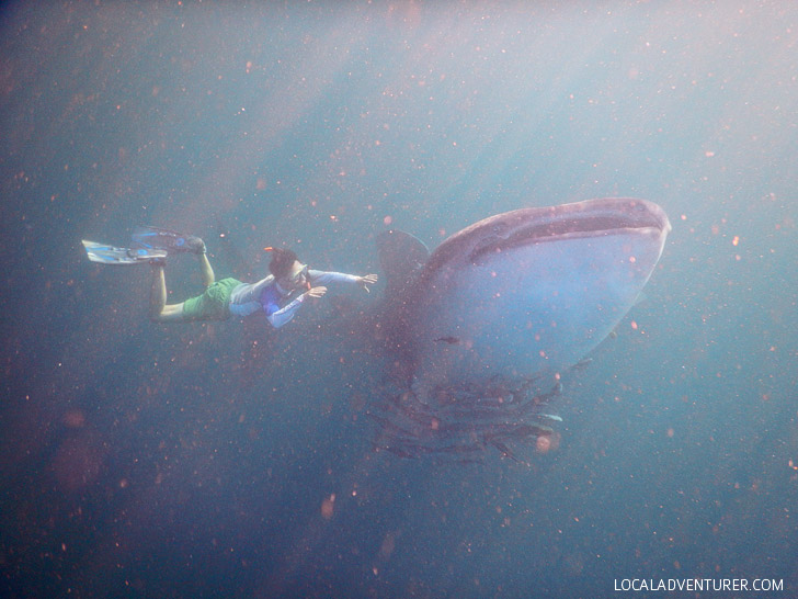 Swimming with Whale Sharks at Derawan Island Indonesia.