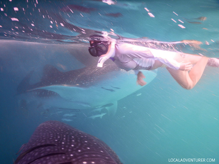 Snorkeling wSwimming with Whale Sharks at Derawan Island Indonesia.
