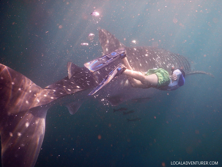 Swim with Whale Sharks Derawan Indonesia.