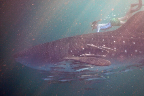 Swimming with Whale Sharks at Derawan Island Indonesia