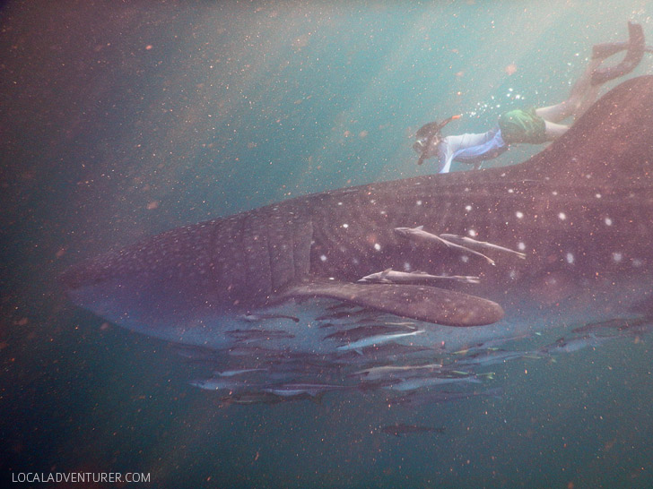 Swimming with Whale Sharks in Derawan Islands.