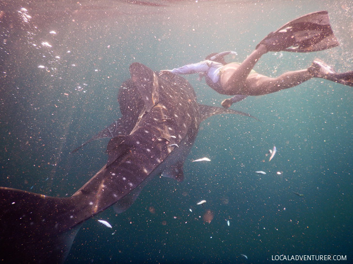 Snorkel with Whale Sharks Derawan Island Indonesia.