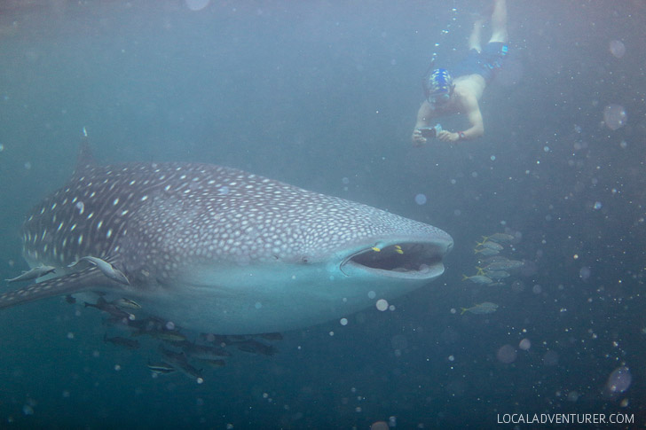 Swim with Whale Sharks in Derawan Islands.