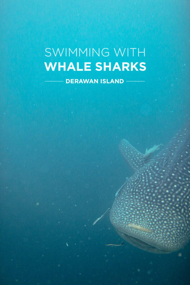 Swimming with Whale Sharks at Derawan Island Indonesia » Local ...