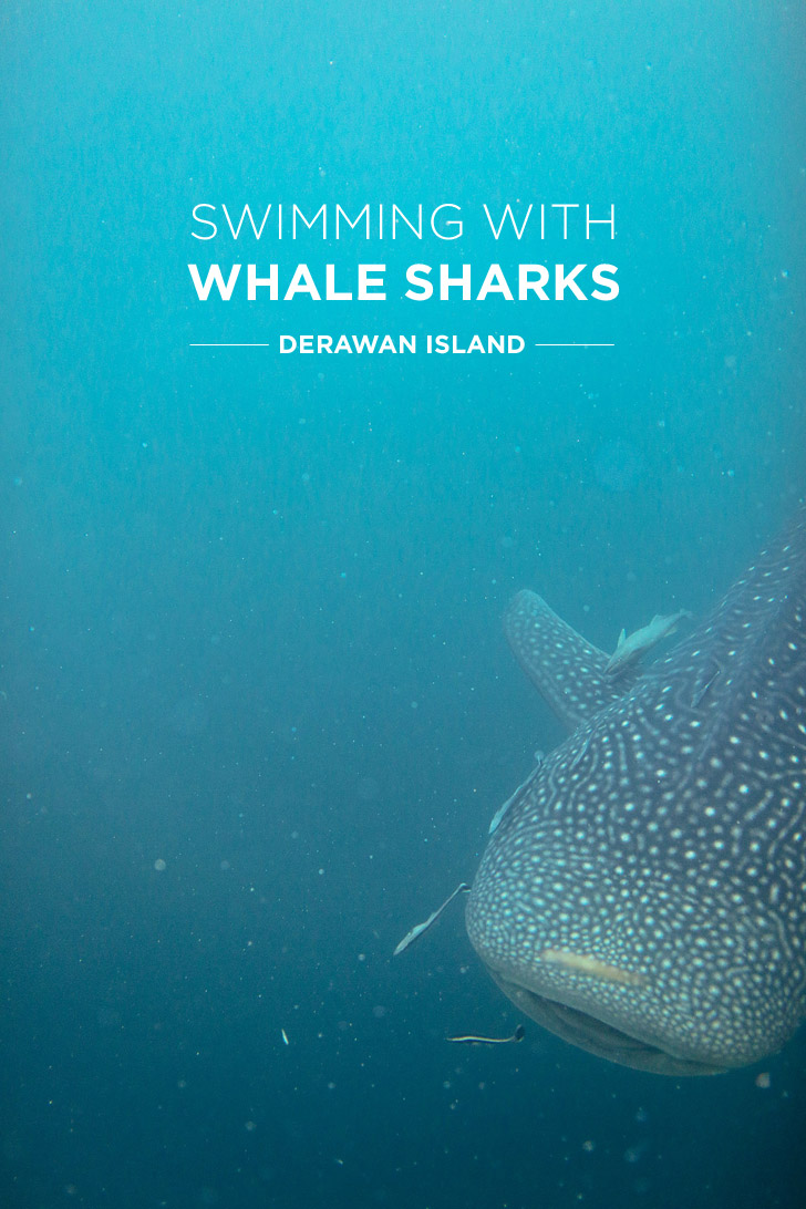 Our Most Epic Snorkeling Trip - Swimming with Whale Sharks at Derawan Island.