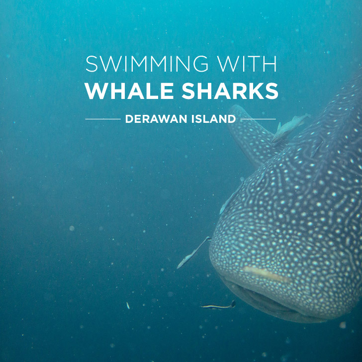 Our Most Epic Snorkeling Trip - Swimming with Whale Sharks at Derawan Island // localadventurer.com
