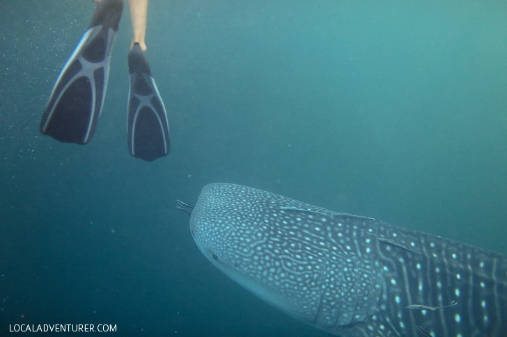 Snorkel with Whale Sharks Derawan Indonesia.