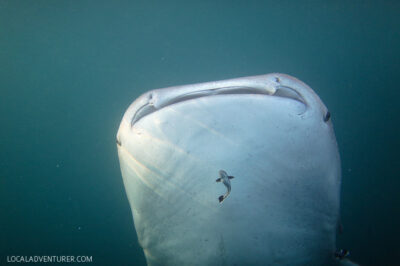 Swimming with Whale Sharks at Derawan Island Indonesia » Local ...