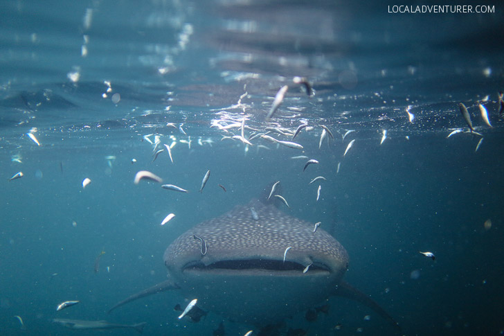 Swimming with Whale Sharks at Derawan Island Indonesia.