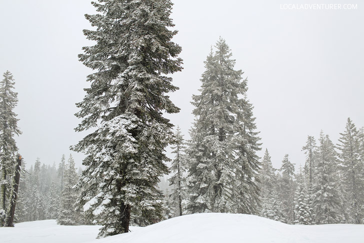 Badger Pass Yosemite Snow