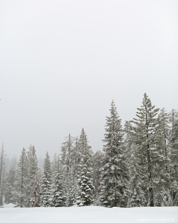 Badger Pass Yosemite Snow