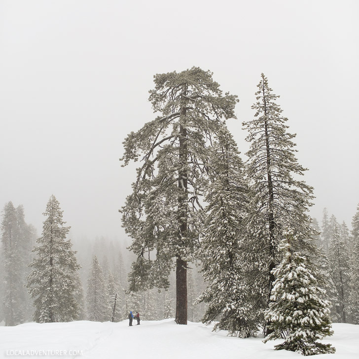 Yosemite Winter - Snowshoeing at Badger Pass.