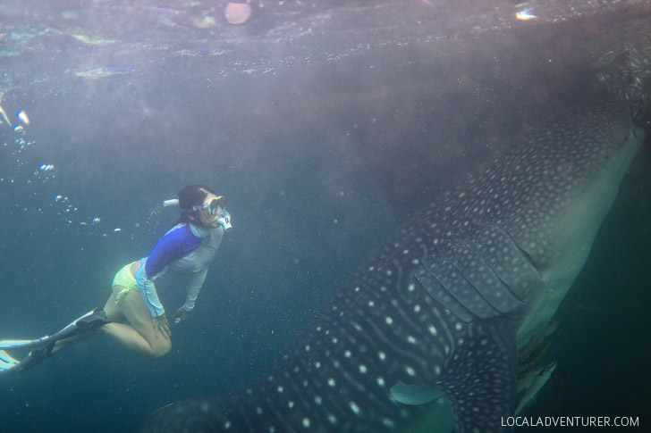 Snorkeling with Whale Sharks at Derawan Islands.