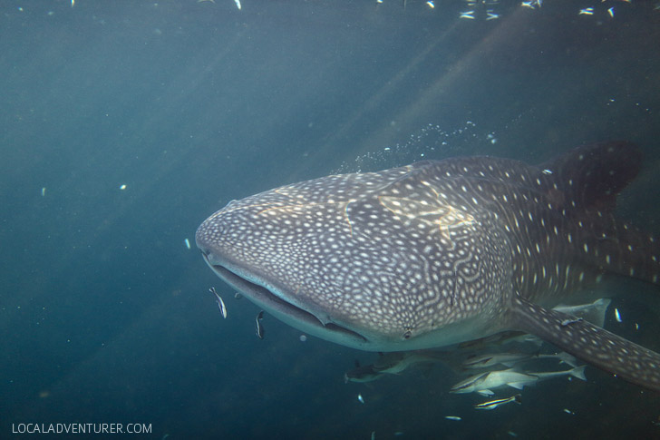 Snorkel with Whale Sharks in Derawan Indonesia // localadventurer.com