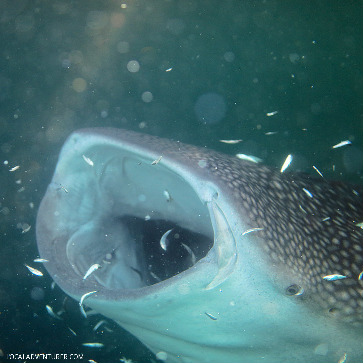 Snorkeling with Whale Sharks.