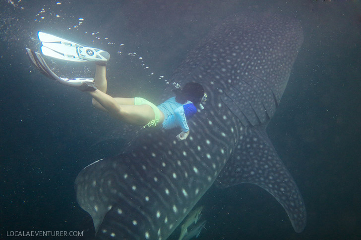 Swimming with Whale Sharks at Derawan Island Indonesia.