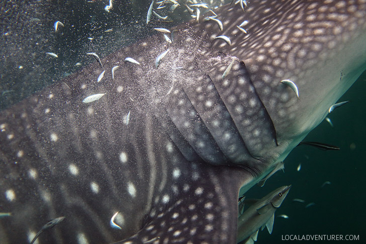 Snorkeling with Whale Sharks.