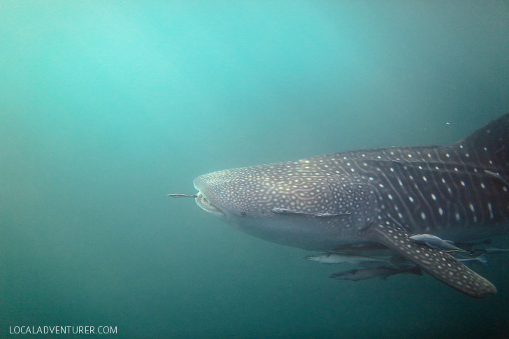 Swim with Whale Sharks in Derawan Islands.