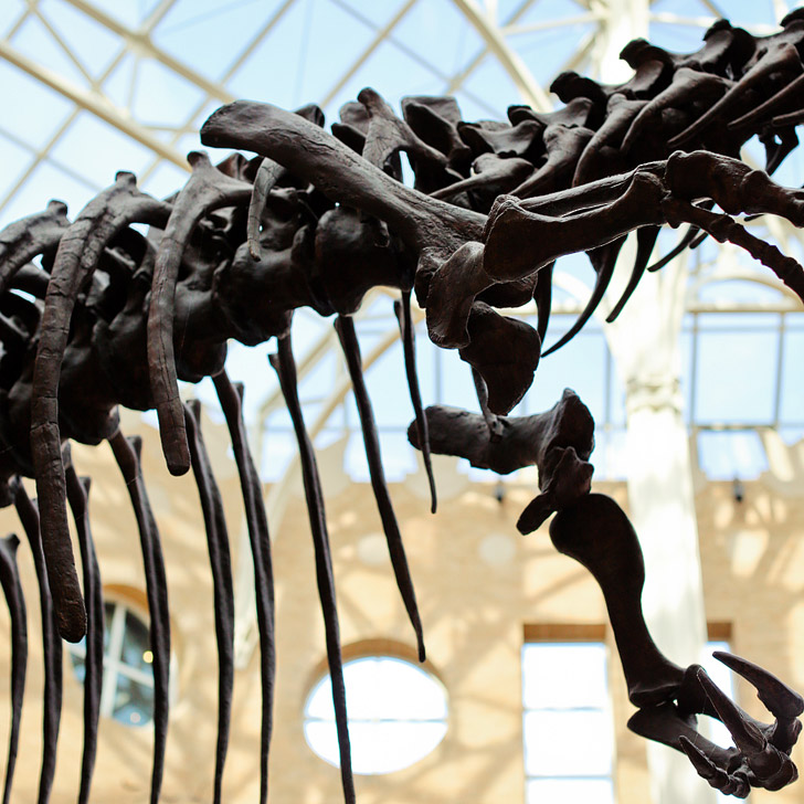 Fernbank Museum (Ultimate Atlanta Bucket List) // localadventurer.com