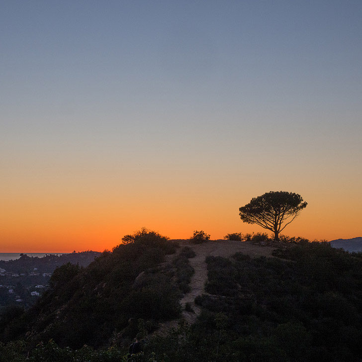 Wisdom Tree Hike - The only tree to survive the 2007 wildfires // localadventurer.com