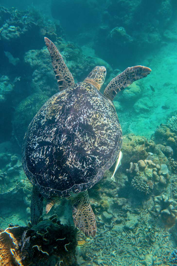 Snorkeling with Sea Turtles - Green Sea Turtles are endangered and hard to find anywhere else, but you're almost guaranteed to see them in Derawan Islands Indonesia! // localadventurer.com