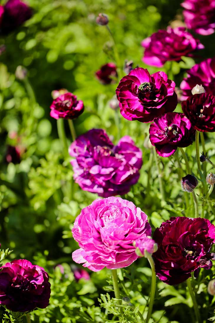 It's the Perfect Time to Visit the Flower Fields at Carlsbad Ranch. See them before the flower season ends! // localadventurer.com