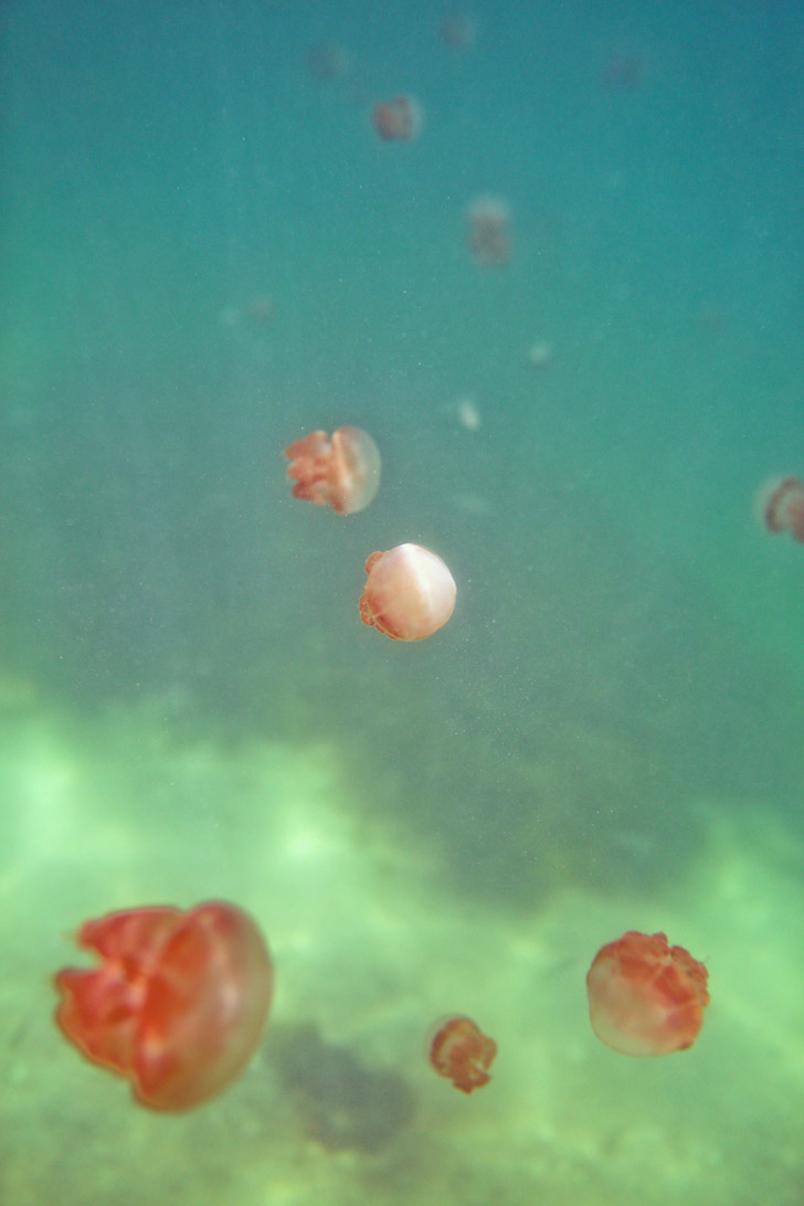 Swimming with Jellyfish that Don’t Sting at Jellyfish Lake Kakaban Island - There are only two places in the world where you can do this! // localadventurer.com