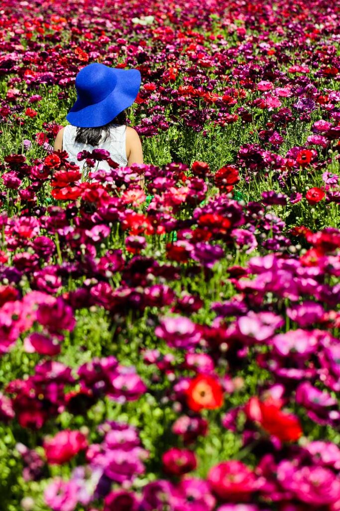 It's the Perfect Time to Visit the Flower Fields at Carlsbad Ranch. See them before the flower season ends! // localadventurer.com