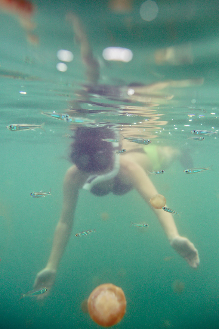 Swimming with Jellyfish that Don’t Sting at Jellyfish Lake Kakaban Island - There are only two places in the world where you can do this! // localadventurer.com