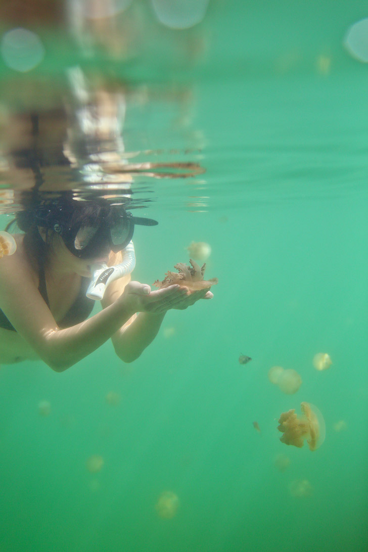 Swimming with Stingless Jellyfish at a Jellyfish Lagoon in Derawan Islands Indonesia - There are only two places in the world where you can do this! // localadventurer.com