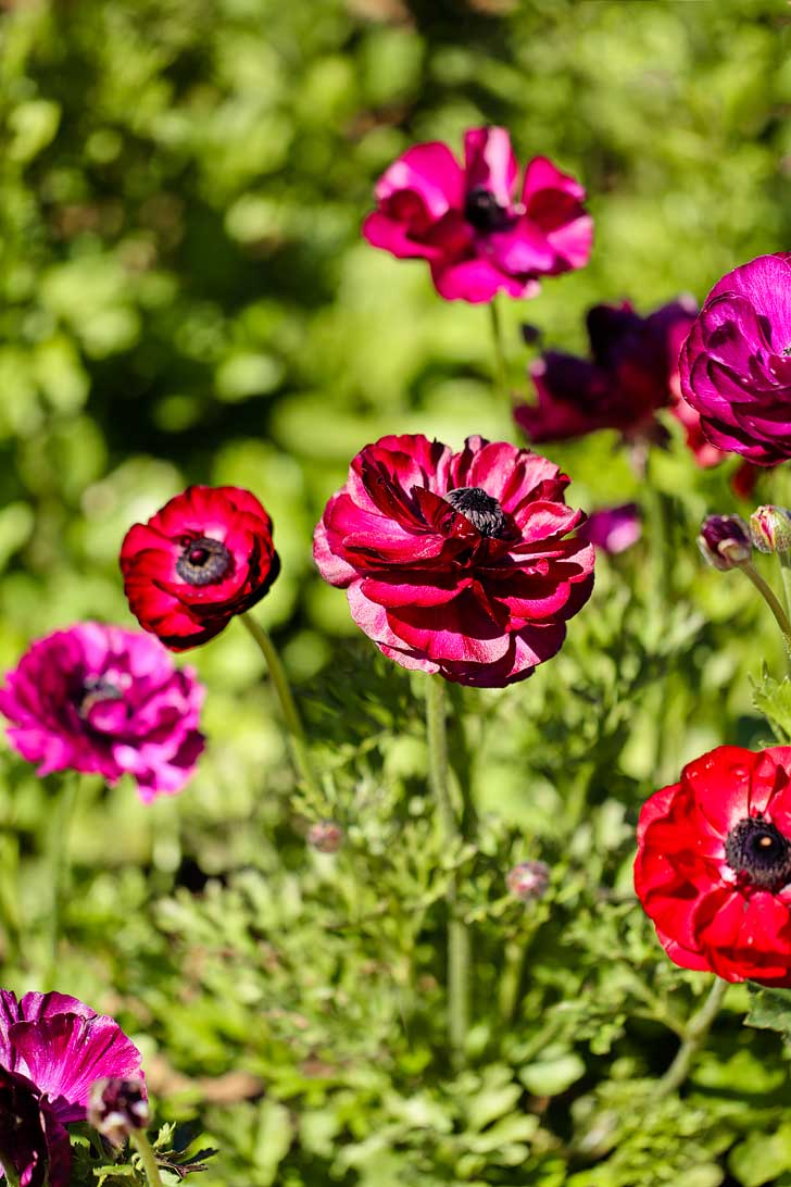 It's the Perfect Time to Visit the Flower Fields at Carlsbad Ranch. See them before the flower season ends! // localadventurer.com