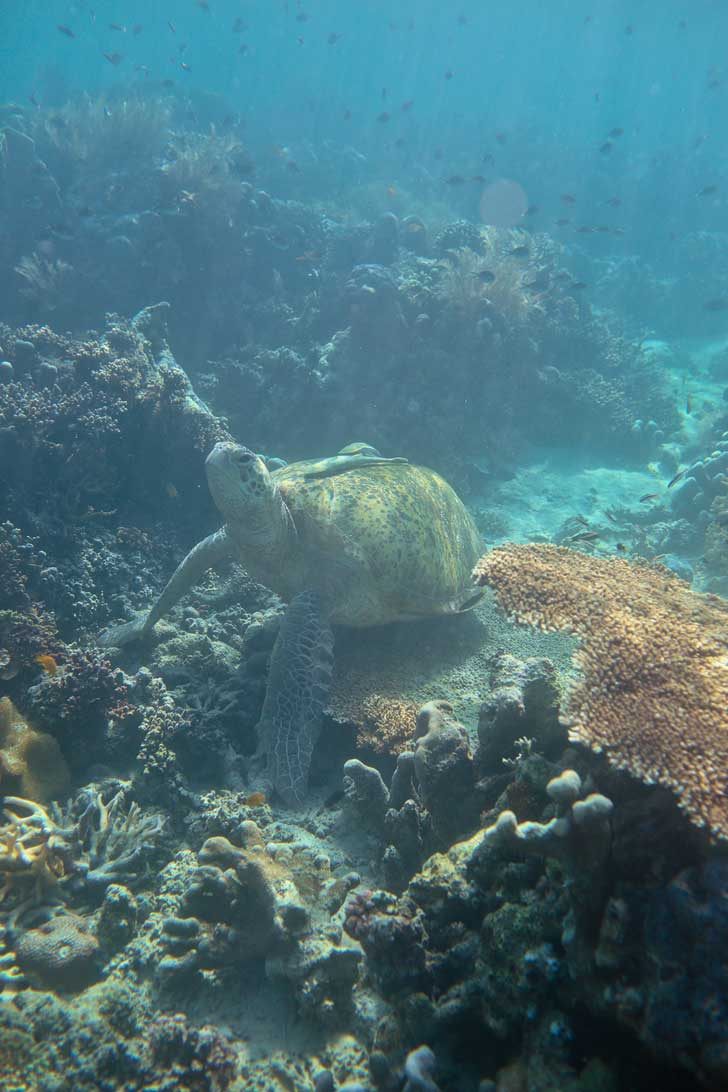 Snorkeling with Sea Turtles - Green Sea Turtles are endangered and hard to find anywhere else, but you're almost guaranteed to see them in Derawan Islands Indonesia! // localadventurer.com