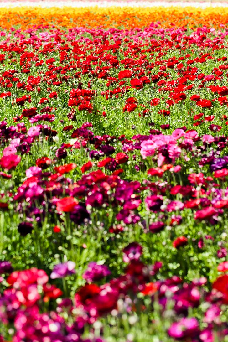 It's the Perfect Time to Visit the Flower Fields at Carlsbad Ranch. See them before the flower season ends! // localadventurer.com