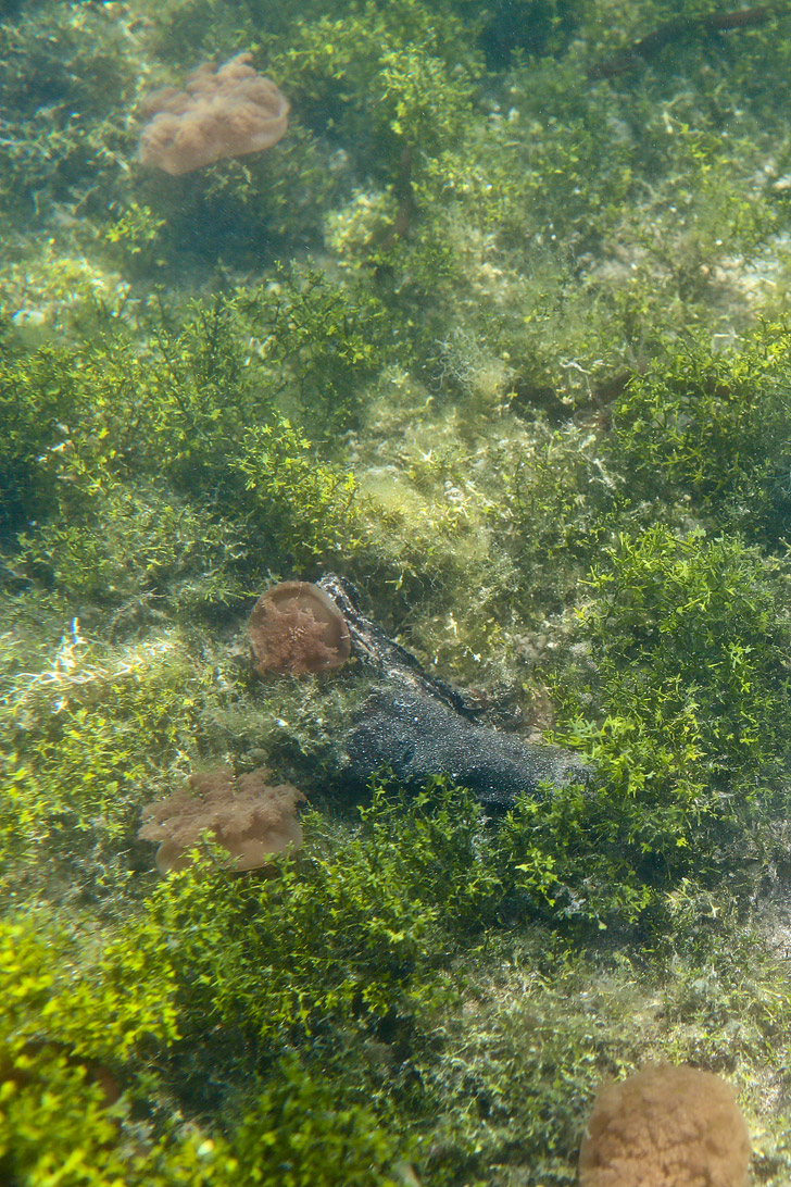 Swimming with Stingless Jellyfish at a Jellyfish Lagoon in Derawan Islands Indonesia - There are only two places in the world where you can do this! // localadventurer.com