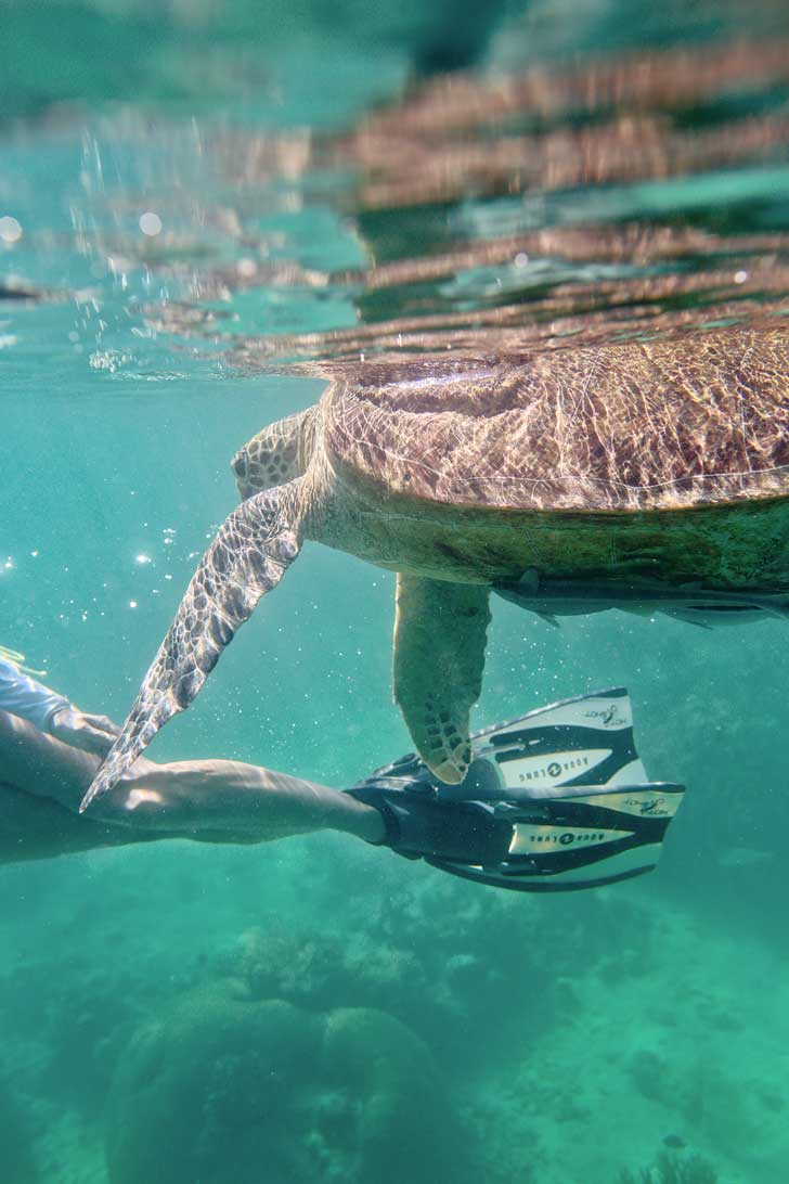 Snorkeling with Sea Turtles - Green Sea Turtles are endangered and hard to find anywhere else, but you're almost guaranteed to see them in Derawan Islands Indonesia! // localadventurer.com