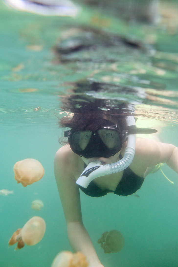 Swimming with Jellyfish That Don’t Sting at a Jellyfish Lake Indonesia - There are only two places in the world where you can do this - Palau and Kakaban Island // localadventurer.com