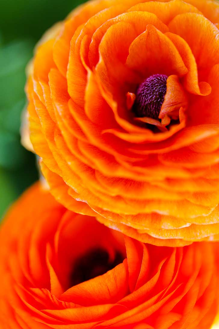 It's Ranunculus Season at the Carlsbad Flower Fields. See them before they’re gone! // localadventurer.com